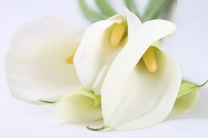 Image of Lillie flowers